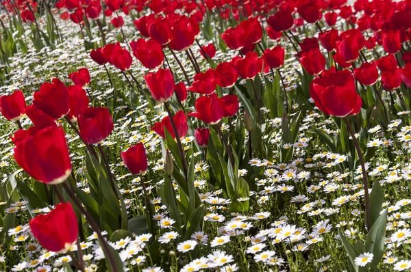 Krásné tulipány, čerstvá jarní květiny, záhonu — Stock fotografie