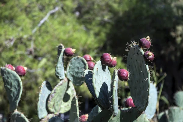 Opuntia Ficus Indica, peras espinhosas ou figos indianos — Fotografia de Stock