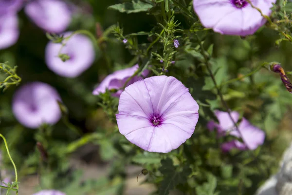 Jolies Fleurs Gloire Matin — Photo