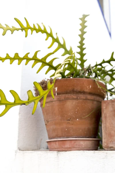 Succulent plant macro — Stock Photo, Image