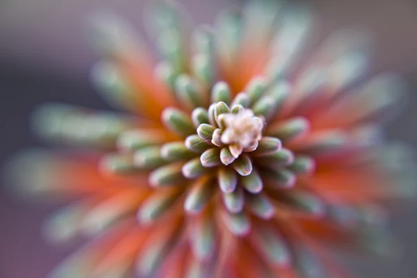 Succulent plant macro — Stock Photo, Image