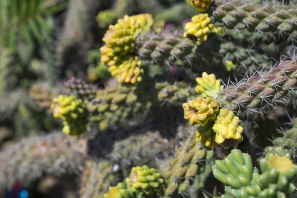 Cactus close up — Stock Photo, Image