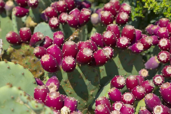 Kaktus z bliska — Zdjęcie stockowe