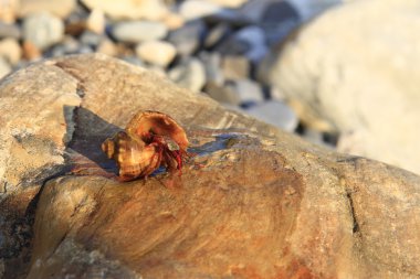 Sahilde küçük deniz kabuğu içinde Yengeç