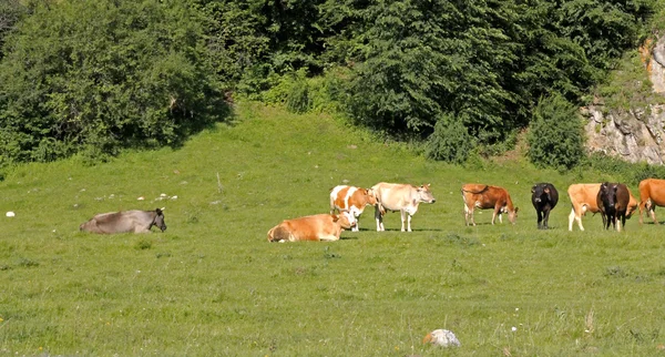 A Cow Standing On The Summer Meadow — Stock Photo, Image