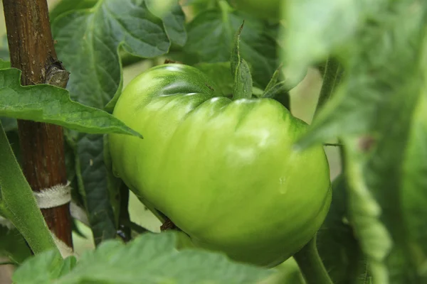 Bush Of Green Tomato In The Garden — Stock Photo, Image