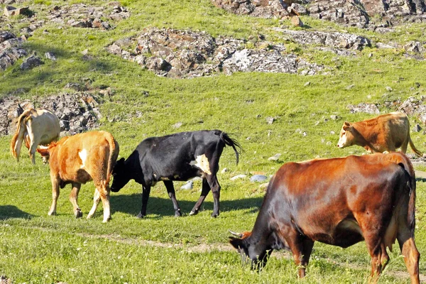 Uma vaca em pé no prado de verão — Fotografia de Stock