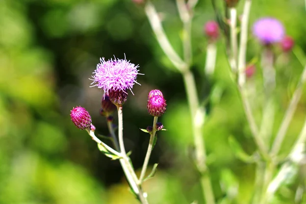 Blue flower with a pin on the green summer meadow