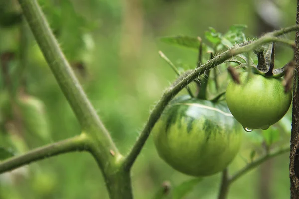Krzew o zielonych pomidorów w ogrodzie — Zdjęcie stockowe