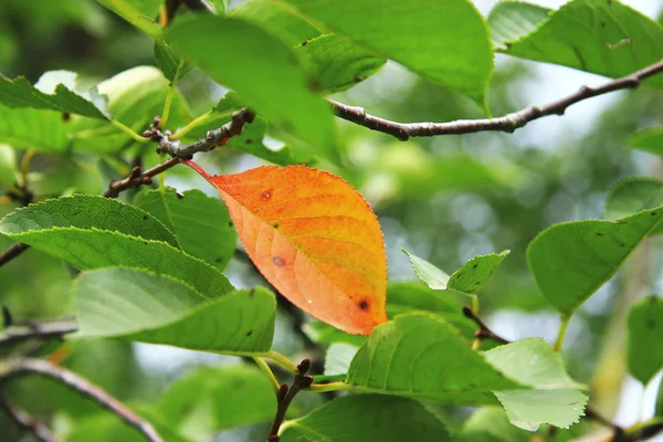 Grüne und gelbe Blätter am Ast im Herbstwald — Stockfoto