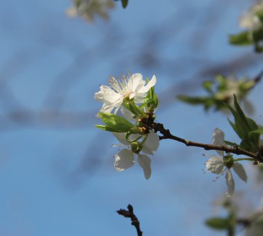 beyaz çiçekler vahşi ağacının dalını çiçek açması