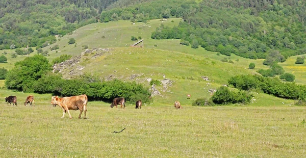 Корова, стоящая на летнем лугу — стоковое фото