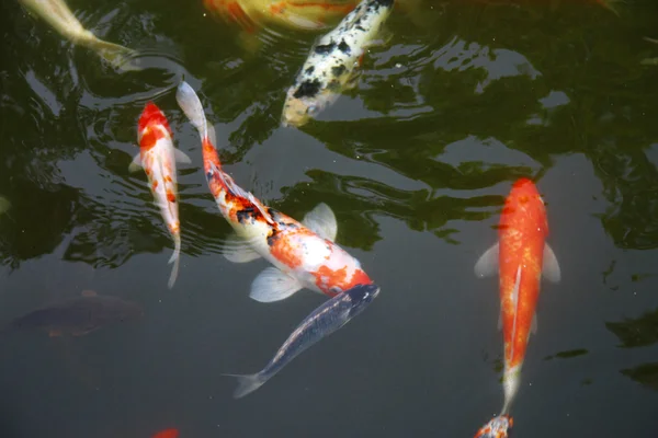 水中熱帯のエキゾチックな魚。中国旅行 — ストック写真