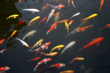 Tropikal egzotik balık suyun altında. Çin seyahat