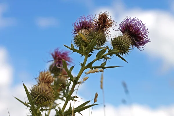 緑の夏の牧草地にピンを青花 — ストック写真