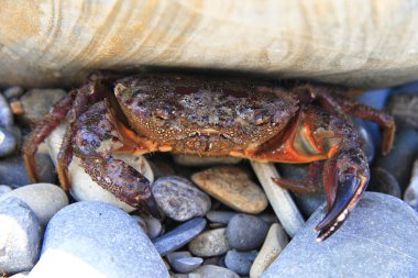 Deniz kıyısında taş altında Yengeç