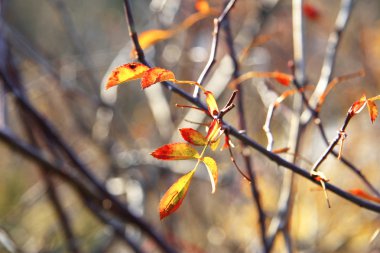 sonbahar orman dalında sarı ve kırmızı yapraklar