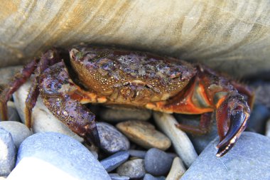 Deniz kıyısında taş altında Yengeç