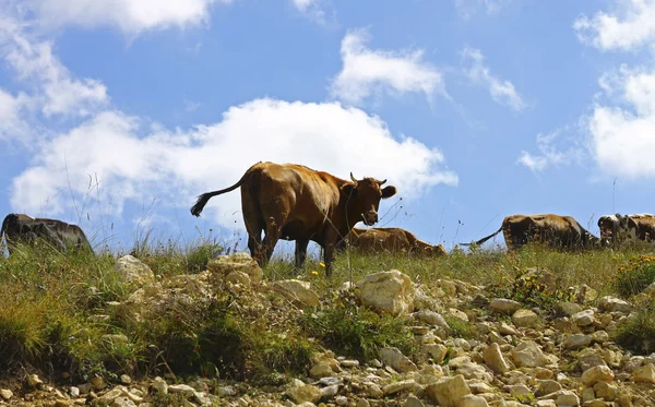 Vacas en el prado de verano contra el cielo azul — Foto de Stock