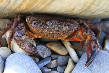 Deniz kıyısında taş altında Yengeç