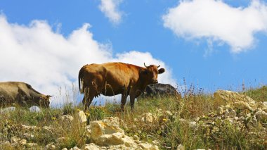 Ths yaz çayır mavi gökyüzü karşı üzerinde ineklerin