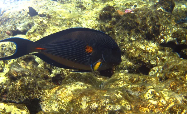 Exotische tropische vissen acanthurus onderwater in het water van de rode zee — Stockfoto