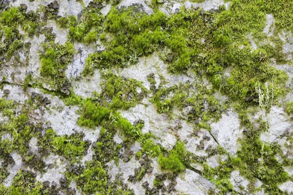 Natursten bakgrund textur med grön mossa — Stockfoto