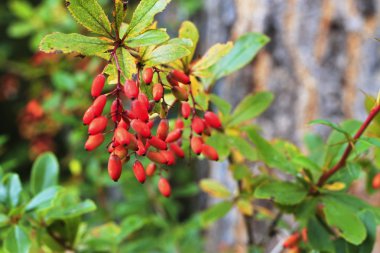 Kızamık sonbahar zamanında şube büyüyor