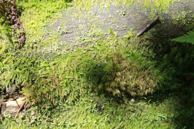 Doğal taş dokulu yeşil yosun ve arka plan