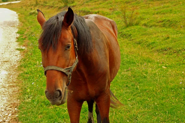 Kůň Pasoucí Kavkaze Zelené Louky Létě — Stock fotografie