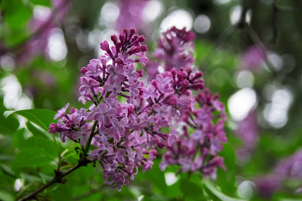 紫色と紫色のライラックの花の花が茂みます — ストック写真