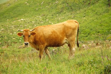 Yalnız inek yaz otlaklarında otluyor.