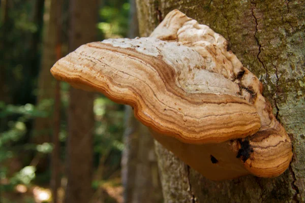 Seta Madera Creciendo Tronco Del Árbol Bosque — Foto de Stock