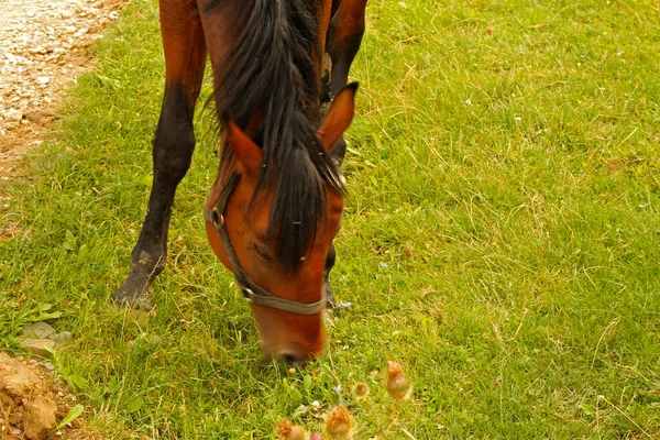 Häst Bete Kaukasus Gröna Äng Sommartid — Stockfoto