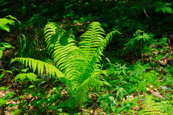 森林里长满绿叶的布什 — 图库照片