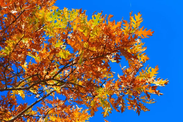 Een Gele Eik Blaast Takken Tegen Blauwe Lucht Het Herfstbos — Stockfoto