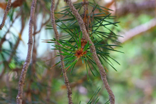 Takken Van Dennenboom Evergreen Met Naalden Closeup — Stockfoto