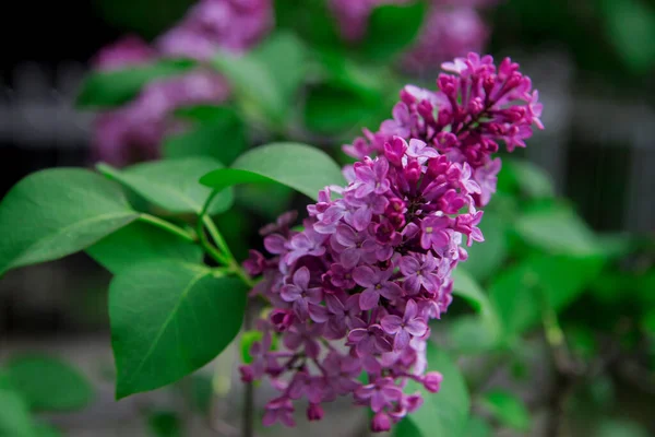 紫色と紫色のライラックの花の花が茂みます — ストック写真