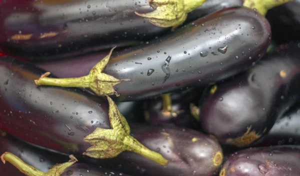 Una Cosecha Berenjena Negra Fresca Con Tallos Gotas Agua Cerca Imagen de archivo