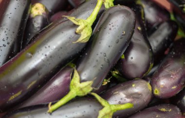 Kökleri ve su damlaları olan taze siyah patlıcan hasadı. Yakın plan, sağlıklı yiyecek.