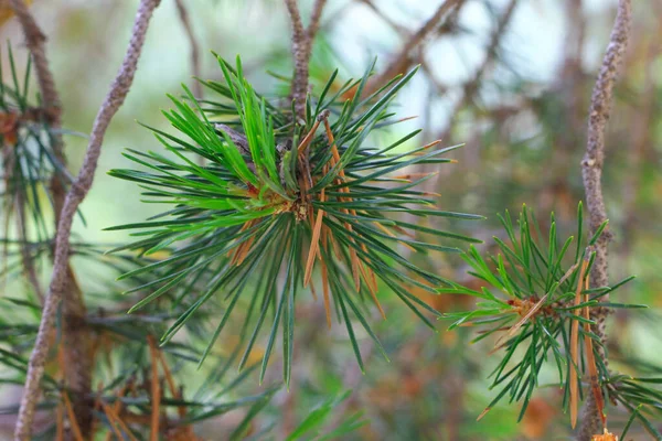 Takken Van Dennenboom Evergreen Met Naalden Closeup — Stockfoto