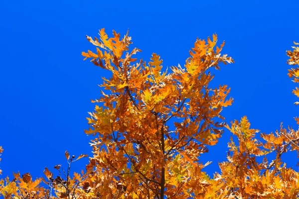 An Yellow oak leaves on the branches against blue sky in the autumn forest. Golden autumn