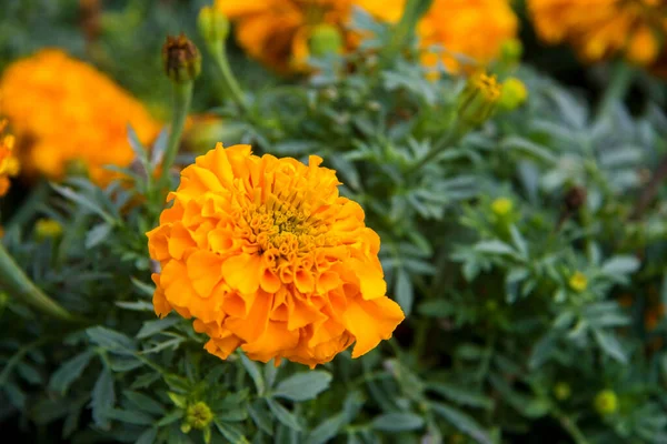 Marigolds Laranja Aka Tagetes Erecta Flor Closeup Canteiro Flores Jardim — Fotografia de Stock