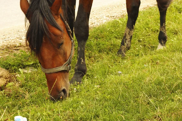Pferde Grasen Auf Der Kaukasusgrünen Wiese Sommer — Stockfoto