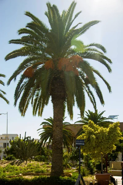 Date Palm Tree Date Fruits Blue Sky Airport Monastir Tunisia — Stock Photo, Image