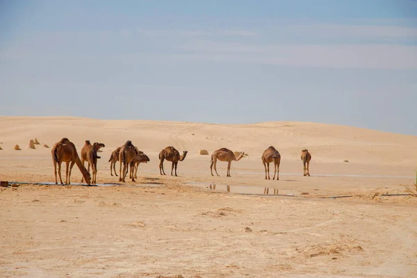 Kamelgruppe Der Sahara Trinkt Wasser Aus Pfütze Unter Heißer Sonne — Stockfoto