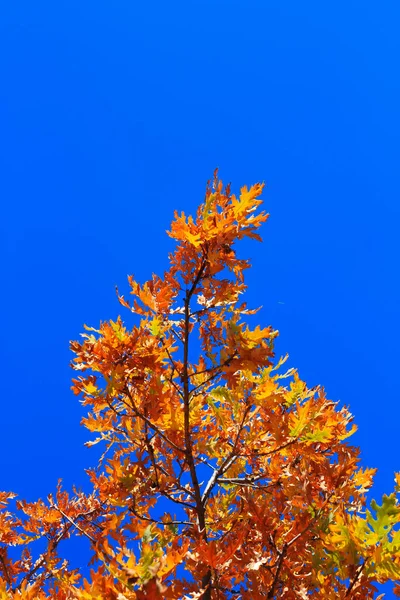 Ein Gelbes Eichenblatt Hängt Den Zweigen Vor Blauem Himmel Herbstlichen — Stockfoto