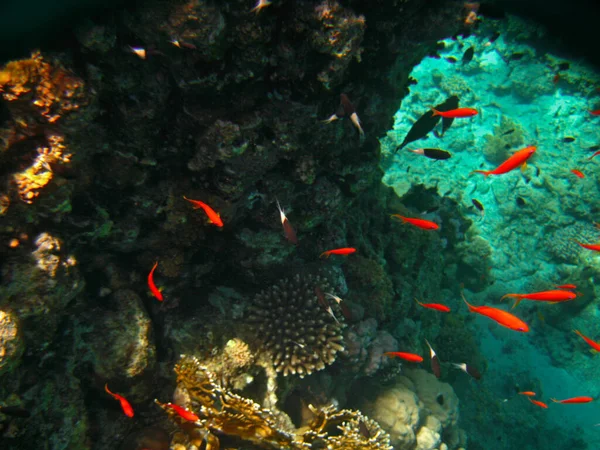 Малі Тропічні Екзотичні Риби Червоний Колір Блакитні Очі Рухаються Рифу — стокове фото