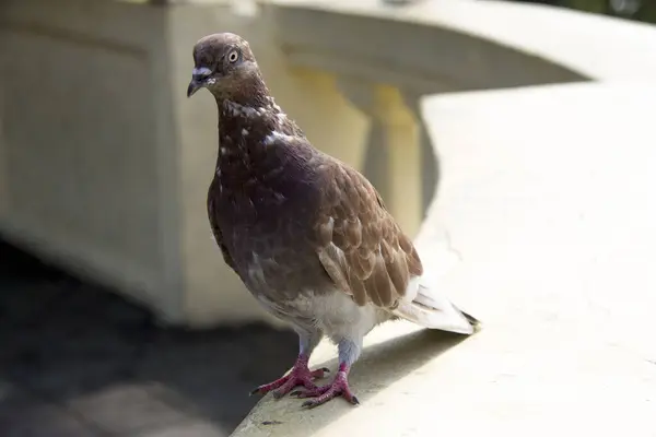 Een Bruine Duif Het Park Buiten — Stockfoto