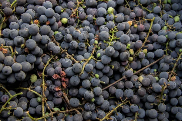 Den Sorte Vin Flok Druer Efter Høst Klar Til Producere - Stock-foto